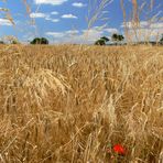 Ein Bett im Kornfeld...