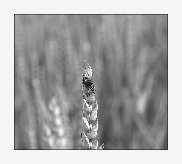 Ein Bett im Kornfeld