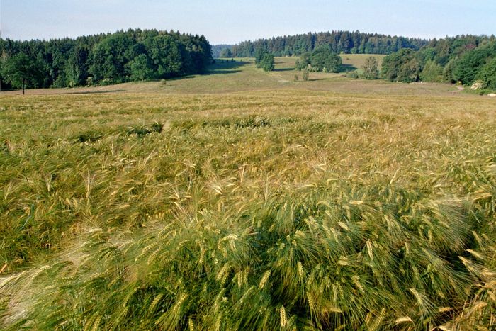 Ein Bett im Kornfeld ...