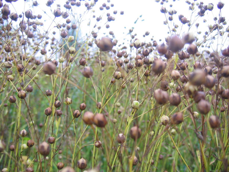 Ein Bett im Kornfeld