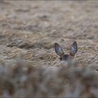 ein Bett im Kornfeld