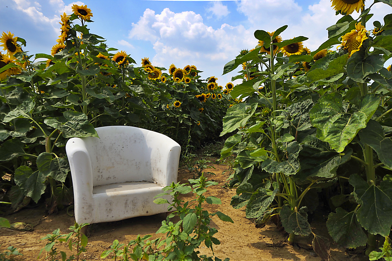 Ein Bett im Kornfeld...