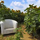 Ein Bett im Kornfeld...