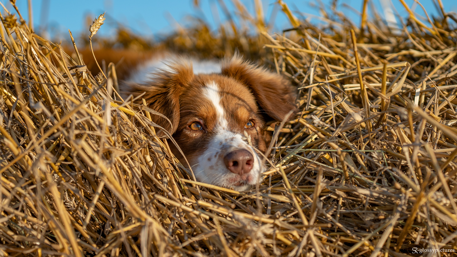 Ein Bett im Kornfeld