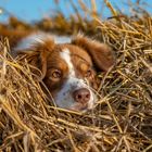 Ein Bett im Kornfeld