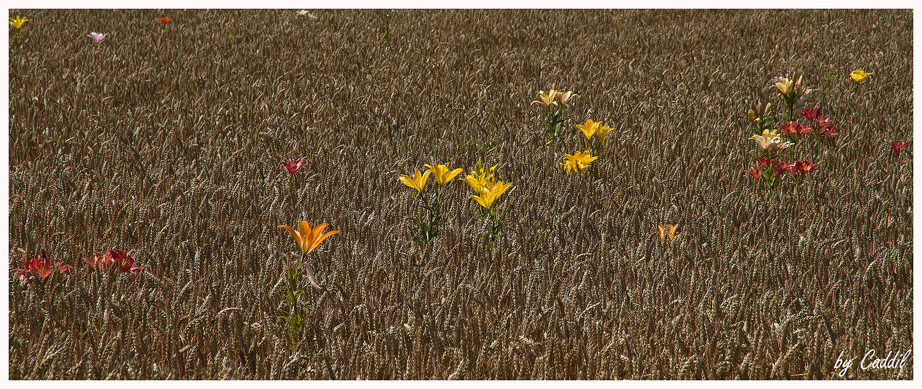 Ein Bett im Kornfeld III