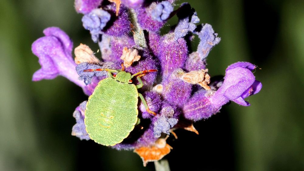 "Ein Bett im ..." (Lavendel)