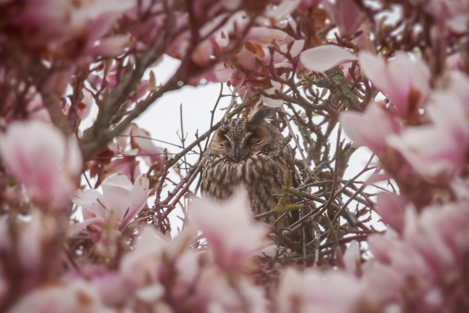 Ein Bett im Magnolienbaum