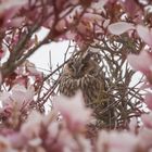 Ein Bett im Magnolienbaum