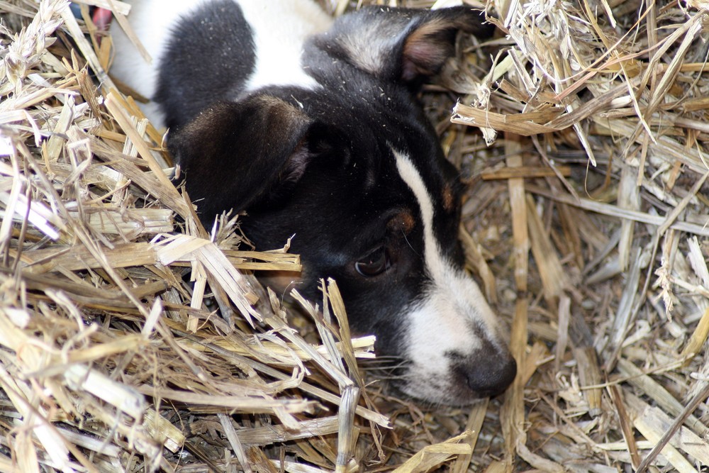 Ein Bett im "Stroh"feld