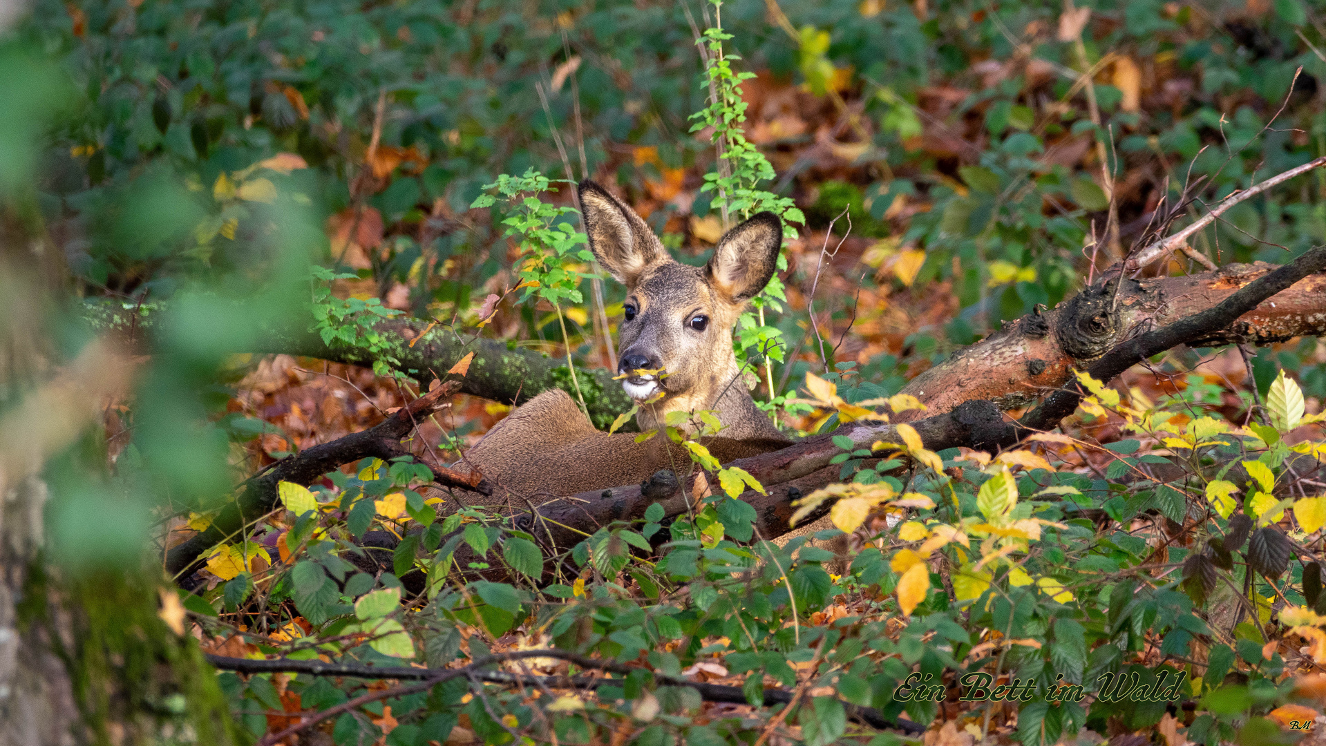 Ein Bett im Wald