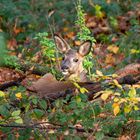 Ein Bett im Wald