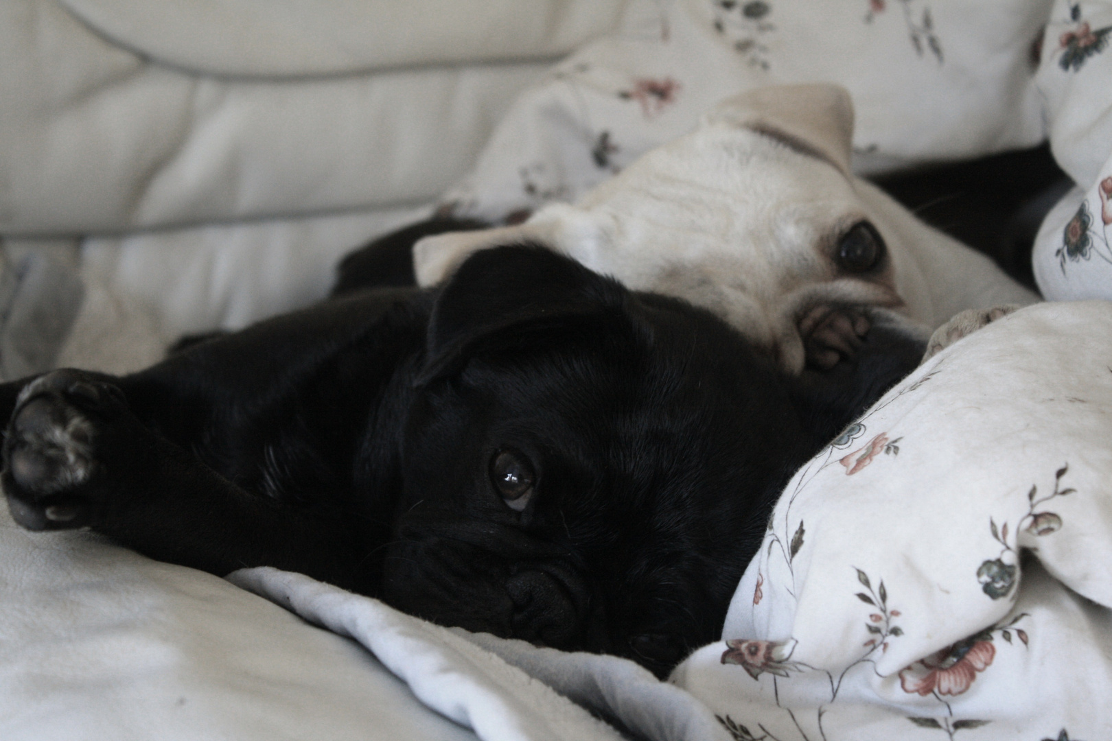 Ein Bett ohne Mops ist sinnvoll, aber unmöglich