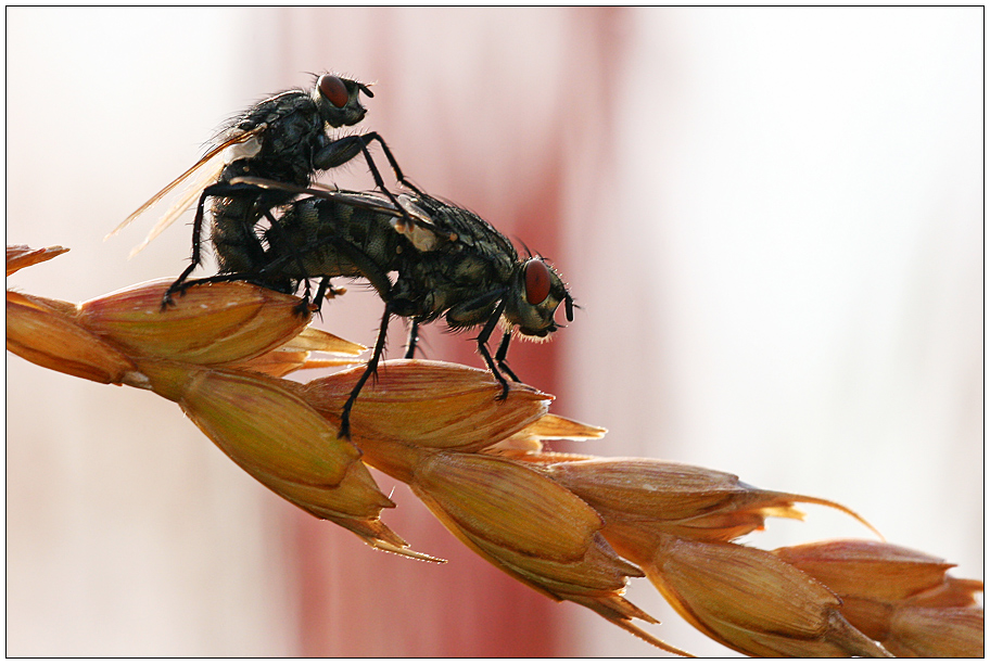 Ein-Bett_im_Kornfeld :-)