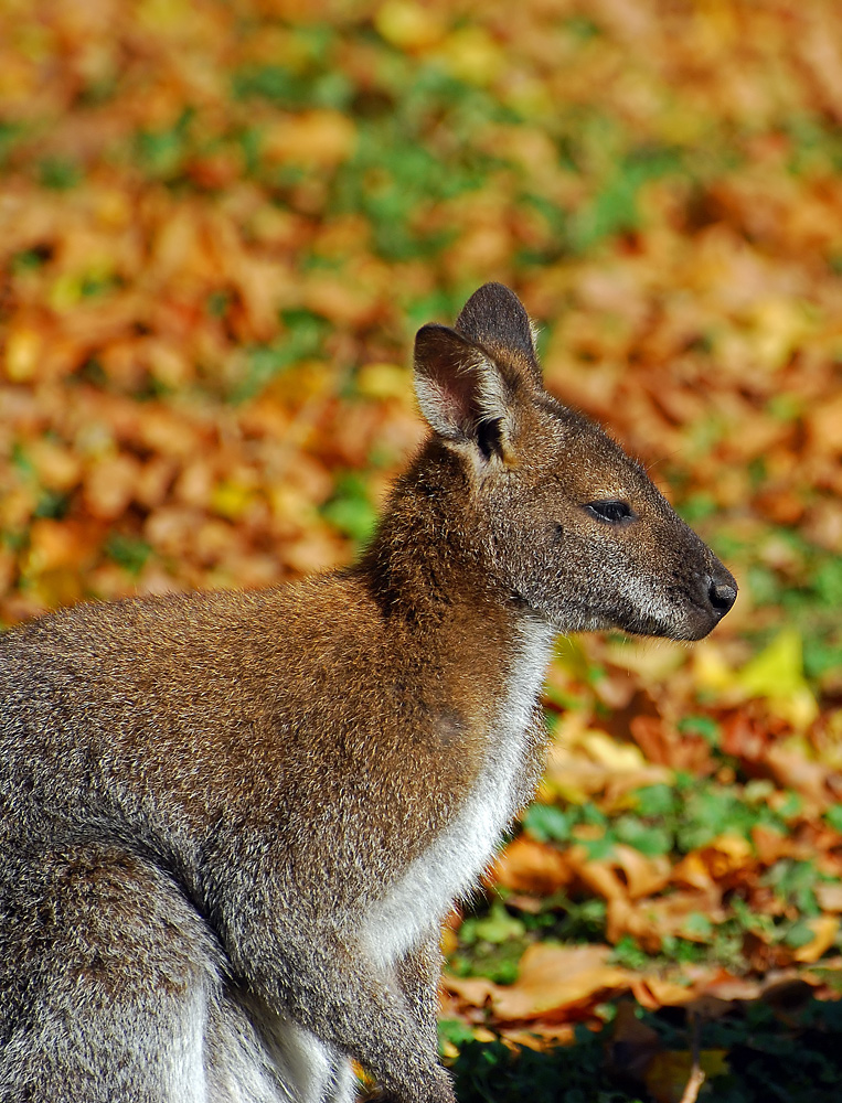 Ein Beuteltier im Herbstlaub