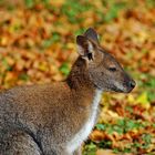 Ein Beuteltier im Herbstlaub