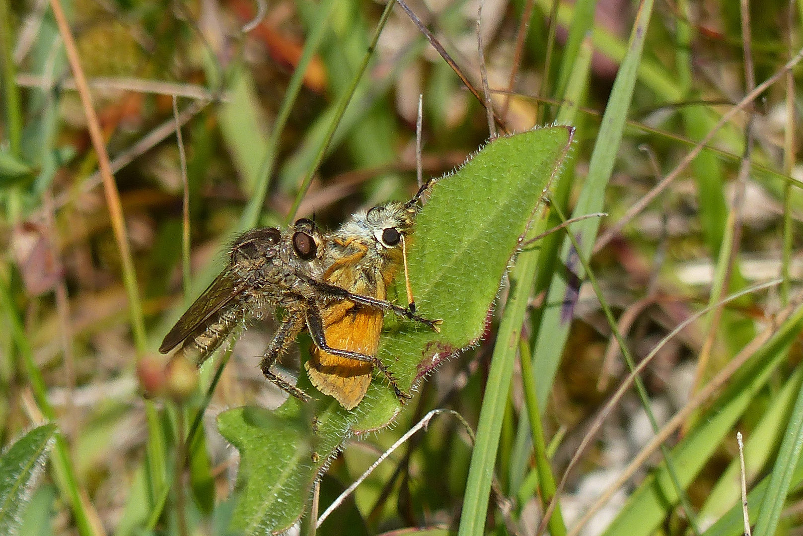 Ein Beutezug unter den Insekten.