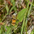 Ein Beutezug unter den Insekten.