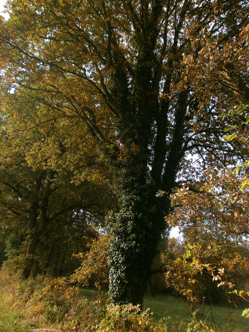 Ein bewachsener Baum