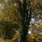 Ein bewachsener Baum