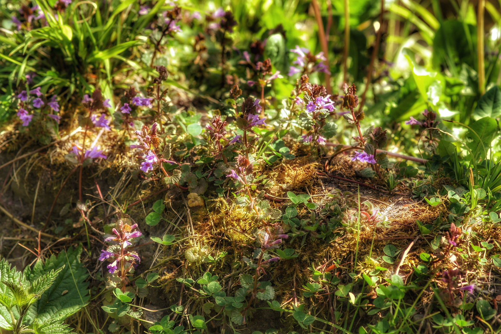 Ein bewachsener Baumstamm im Wald