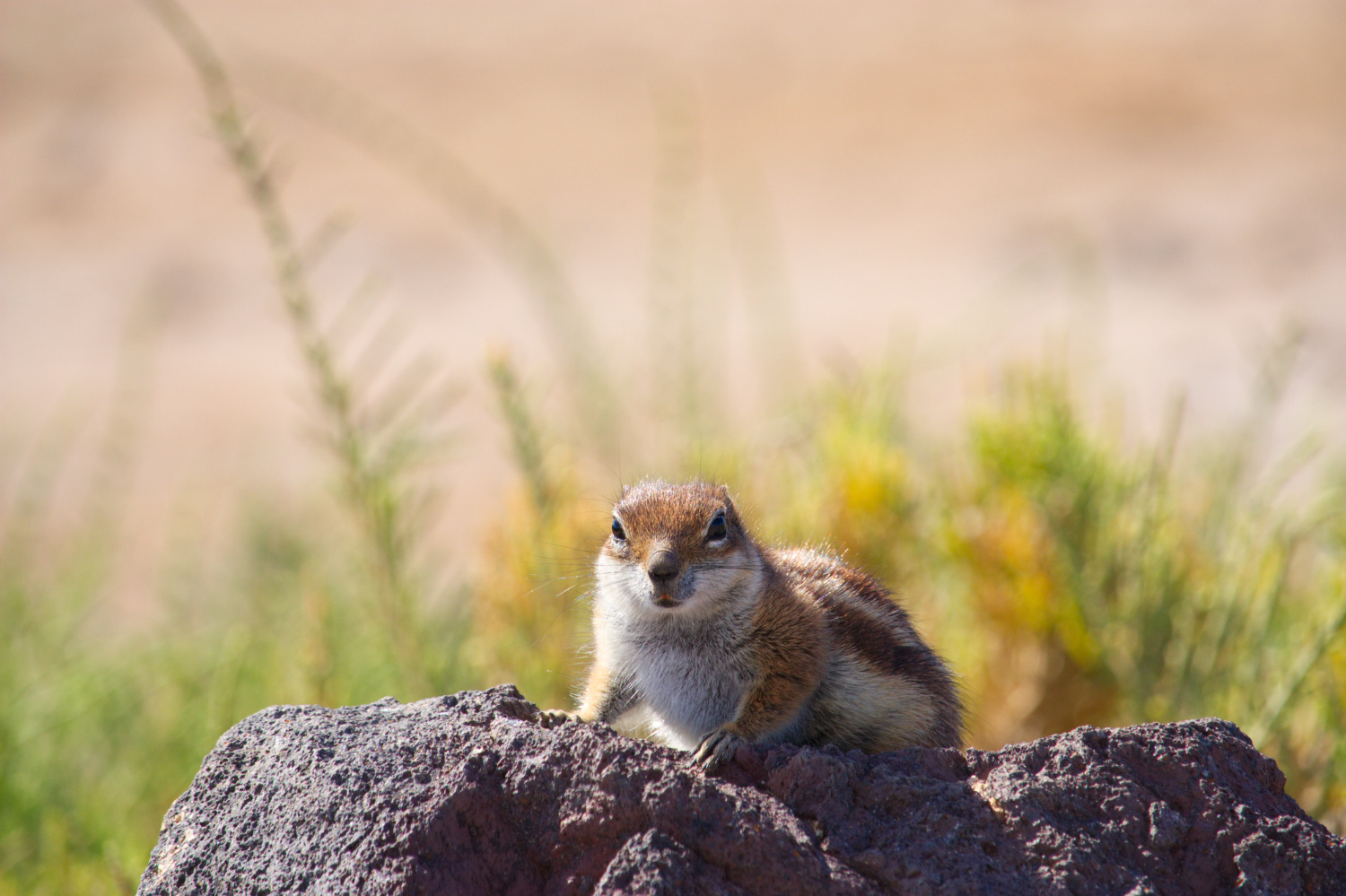 Ein Bewohner auf Fuerteventura