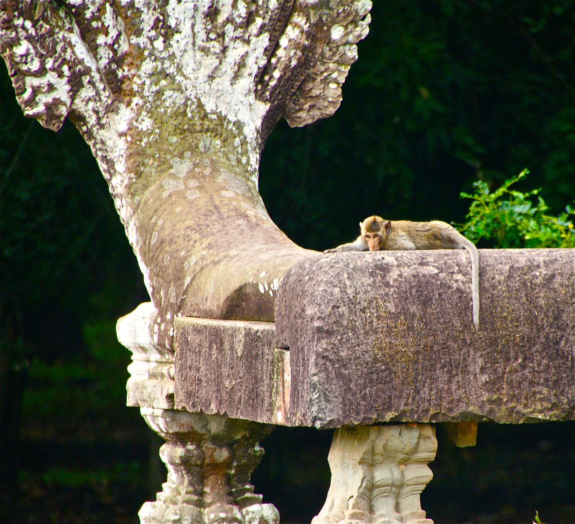 ein bewohner des angkor wat, cambodia 2010