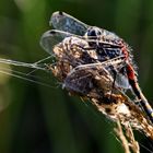 Ein Bewohner des heimischen Moors