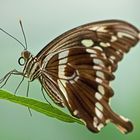 ein Bewohner im Papiliorama