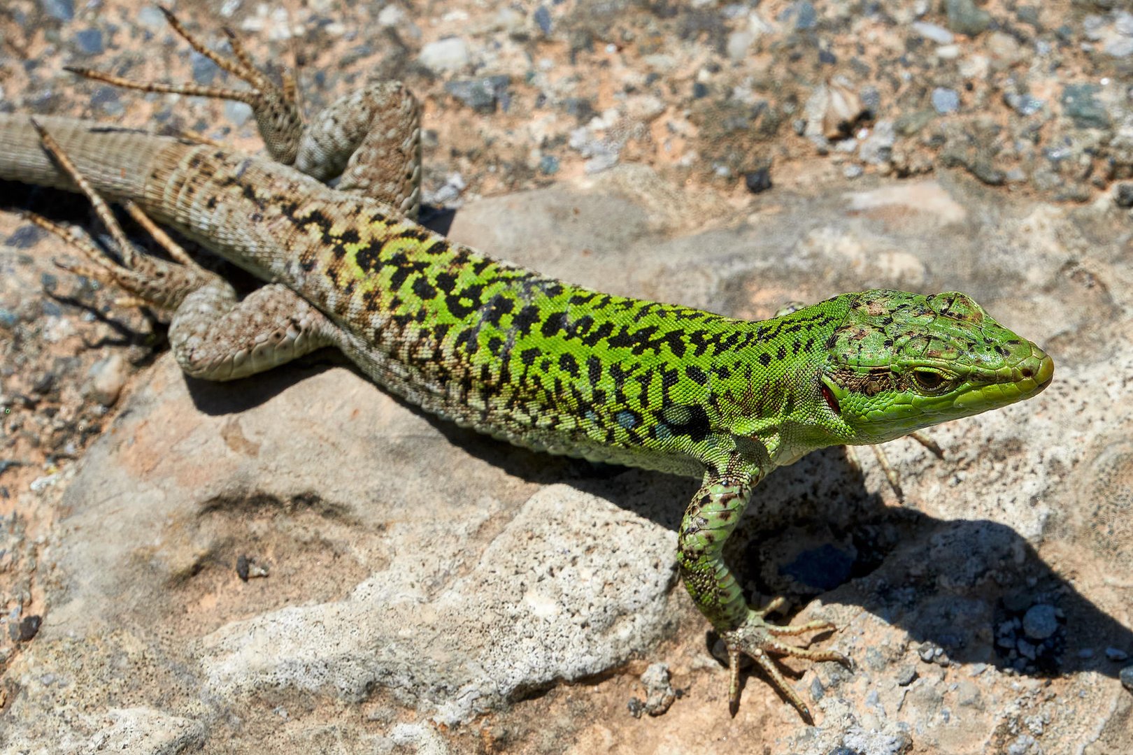 Ein Bewohner von Castelmola (Sizilien)