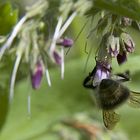 ein bienchen