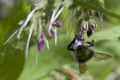 ein bienchen