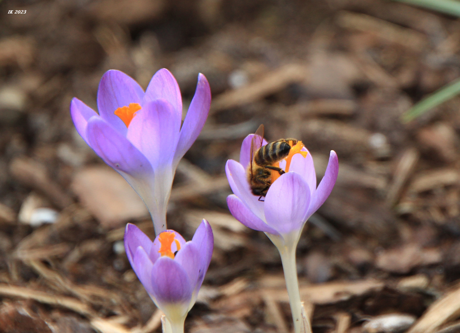 Ein Bienchen.....