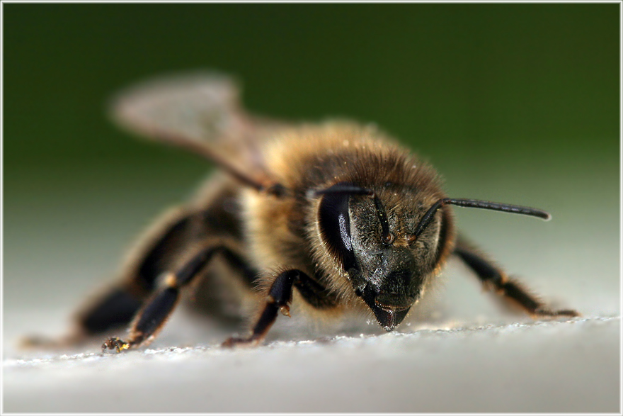 Ein Bienchen