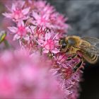 Ein Bienchen...