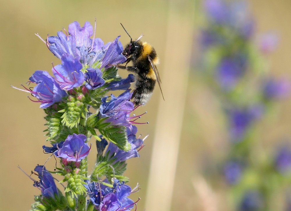 Ein Bienchen von Tobias Stinner