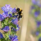 Ein Bienchen