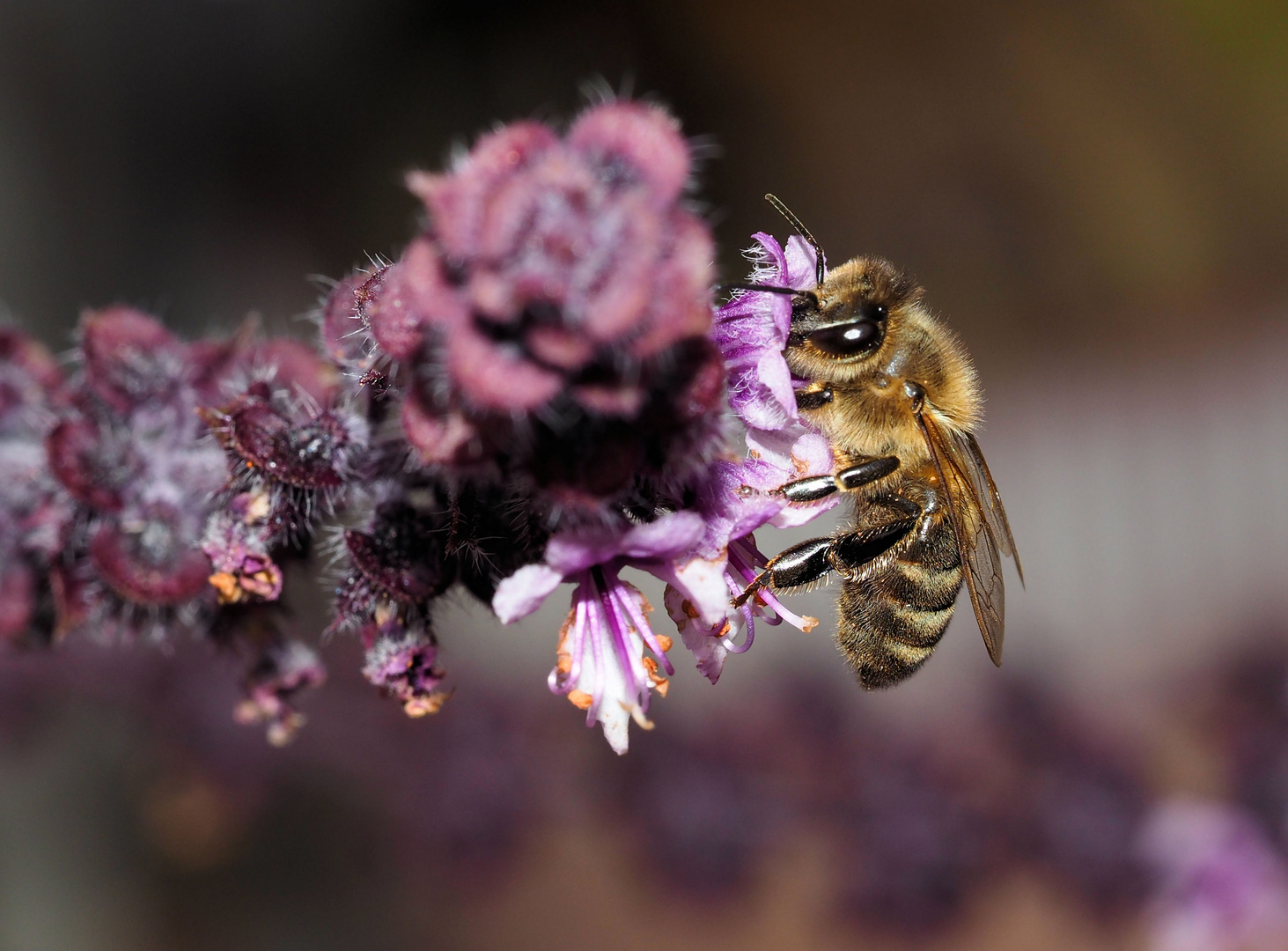 Ein Bienchen....