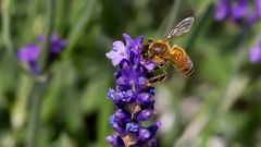 EIN BIENCHEN 