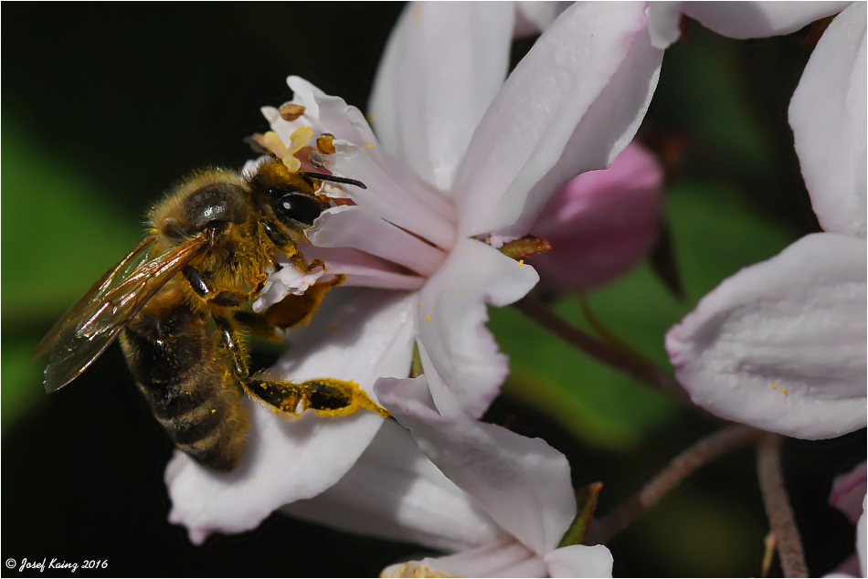 Ein Bienchen