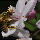 Ein Bienchen