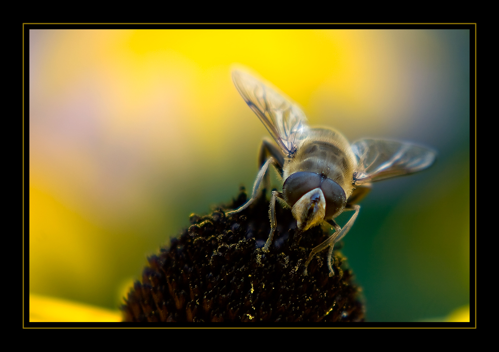 Ein Bienchen