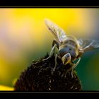 Ein Bienchen