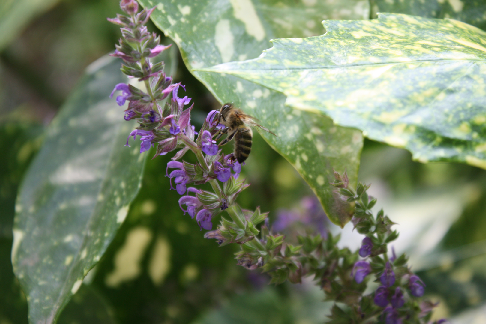 Ein Bienchen