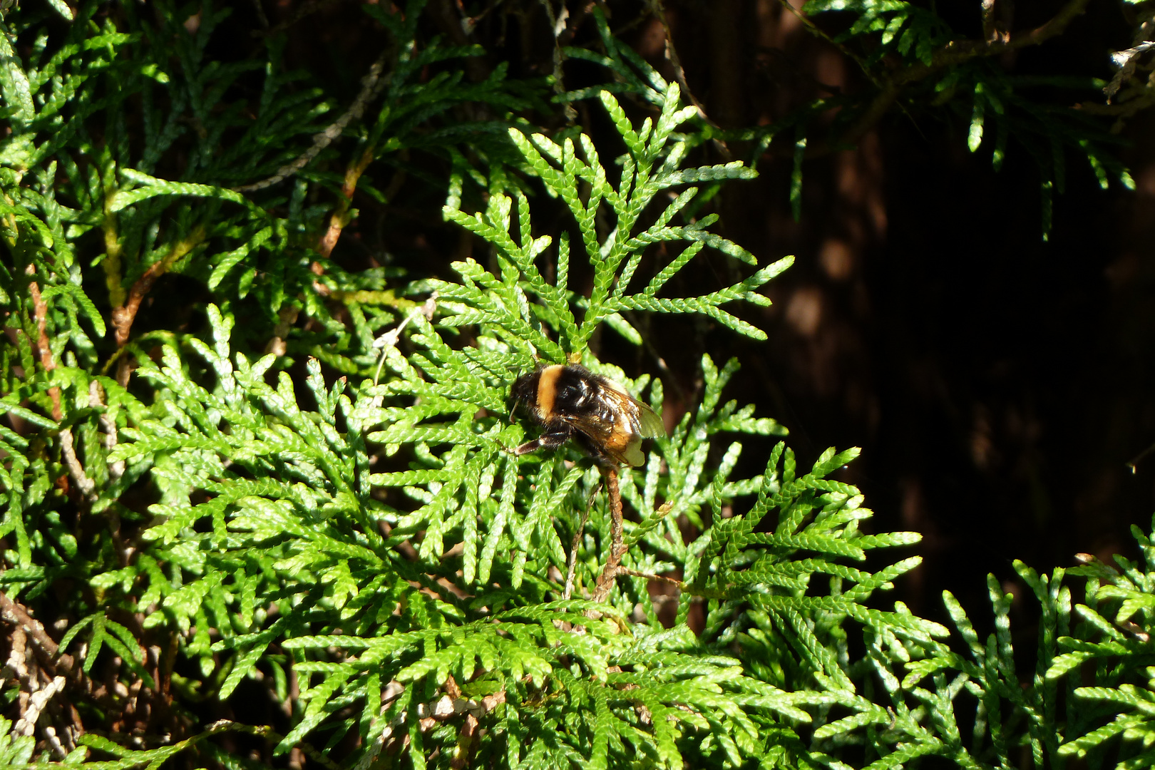 ein bienchen