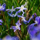 Ein Bienchen am Blausternchen