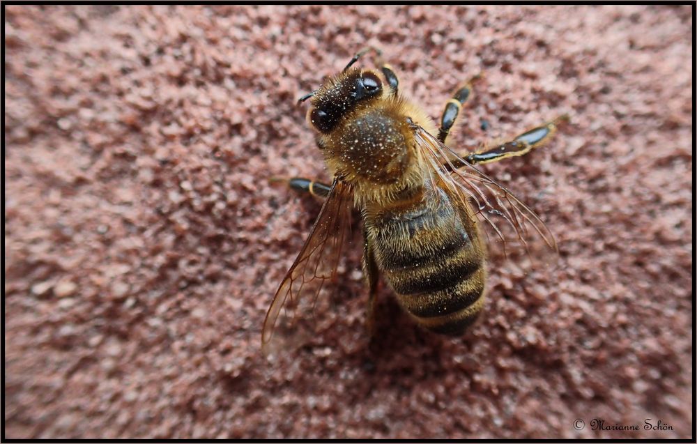 Ein Bienchen an der Rathauswand...