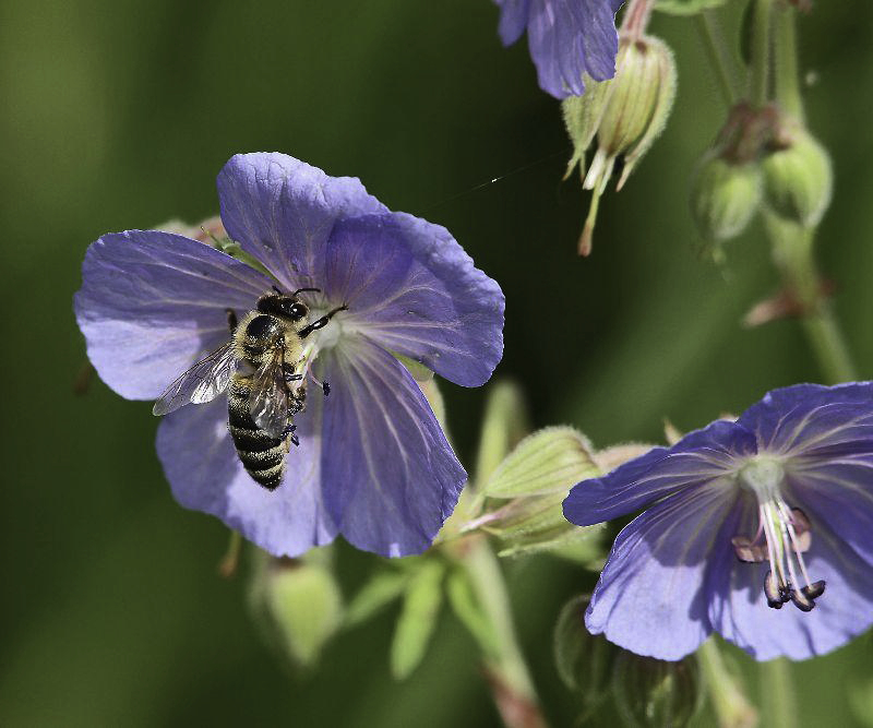 Ein Bienchen auf dem Storchschnabel bei der Arbeit