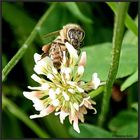 Ein Bienchen auf einem Kleeblütenkiosk...