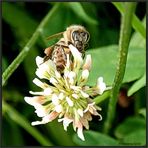 Ein Bienchen auf einem Kleeblütenkiosk...